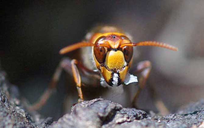 日本大黃蜂的毒性強嗎？