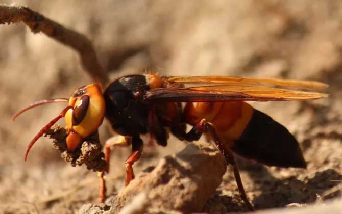地雷蜂真的能蟄死人嗎？