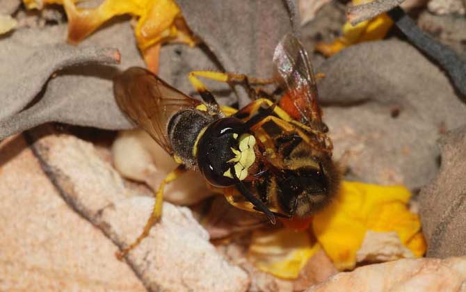 馬蜂蟄人后自己會死嗎？