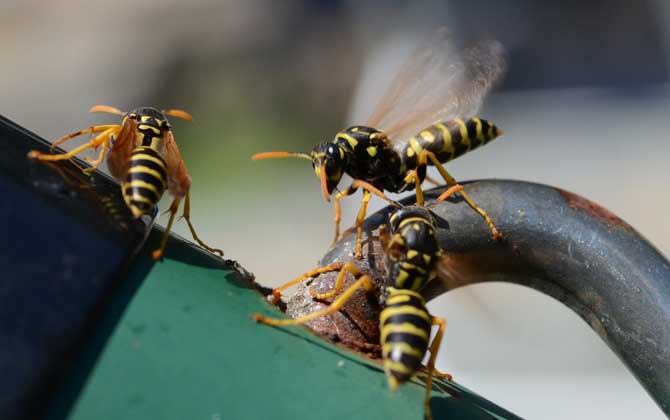 馬蜂真的會殺死蜜蜂嗎？
