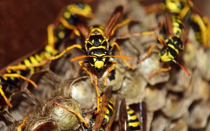 養胡蜂有什么經濟價值？