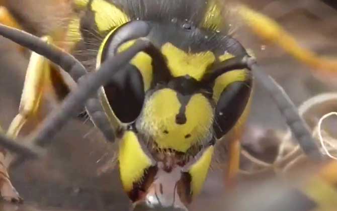 養200窩胡蜂有多少錢？