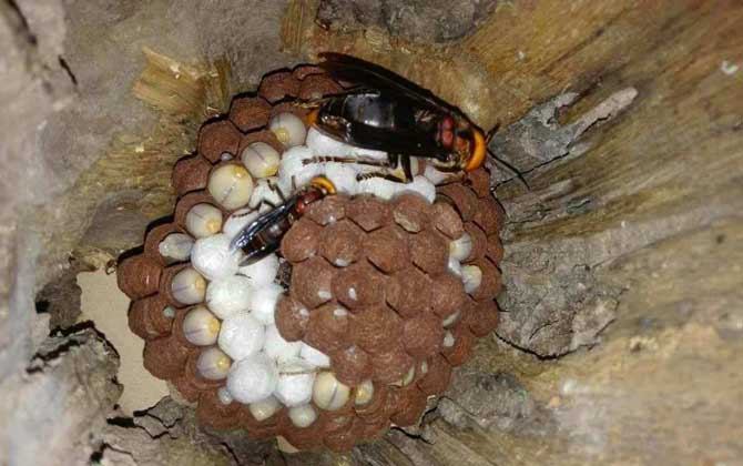 人頭蜂窩怎么處理才安全？