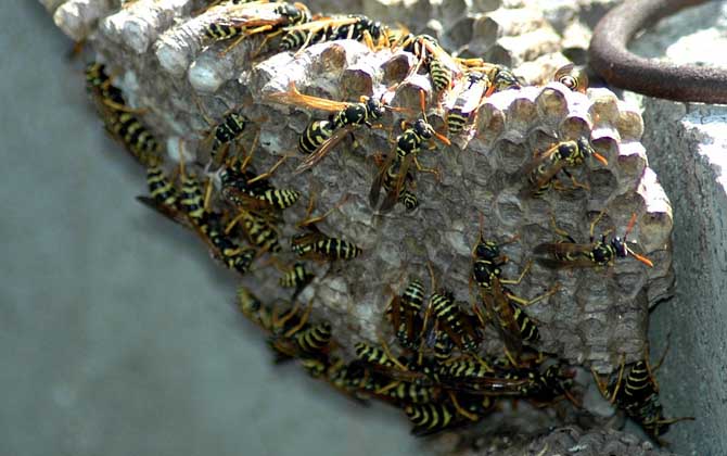 馬蜂窩捅了后多久會走？