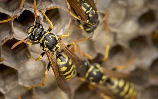 被黃胡蜂蟄了怎么處理？