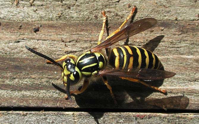 被馬蜂蟄了涂什么管用？