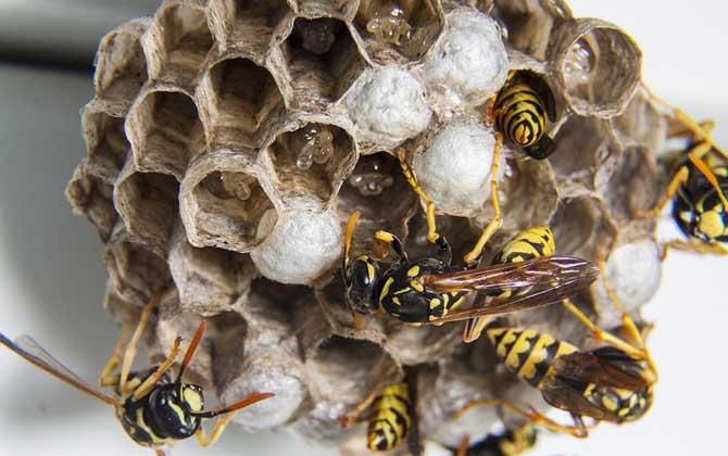 窗外有馬蜂窩吉利嗎？