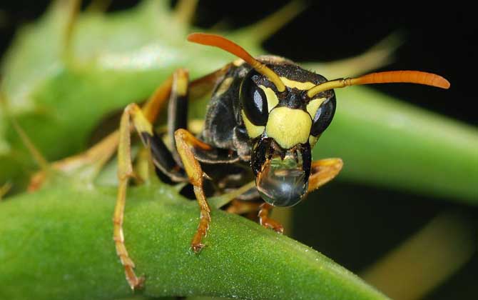 馬蜂蟄后會自己消腫嗎？