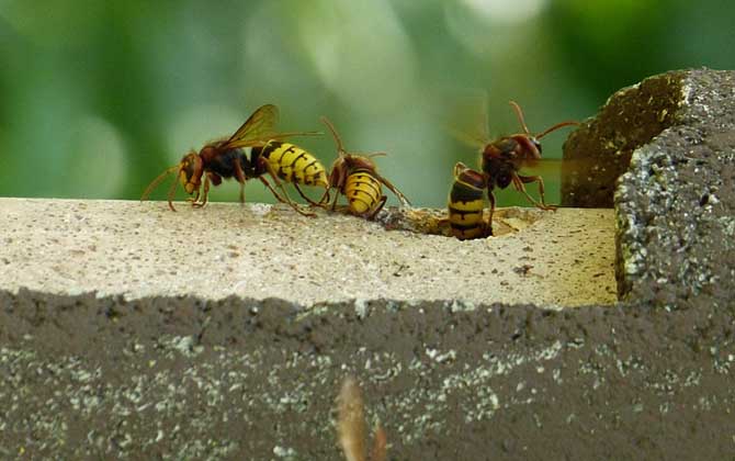 馬蜂入宅預兆著什么？