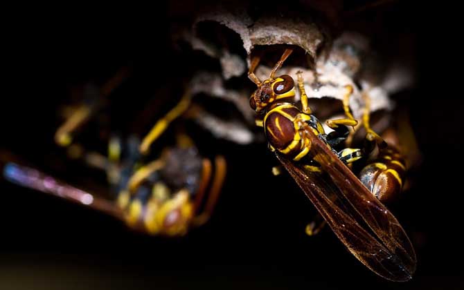 黃蜂進家里預兆死人是真的嗎？