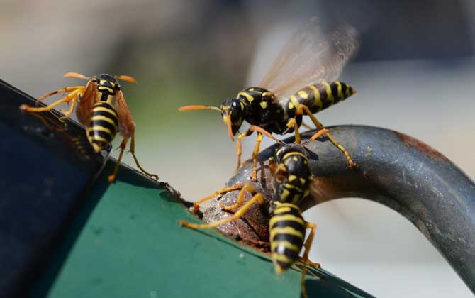 馬蜂蟄了幾個小時算安全？