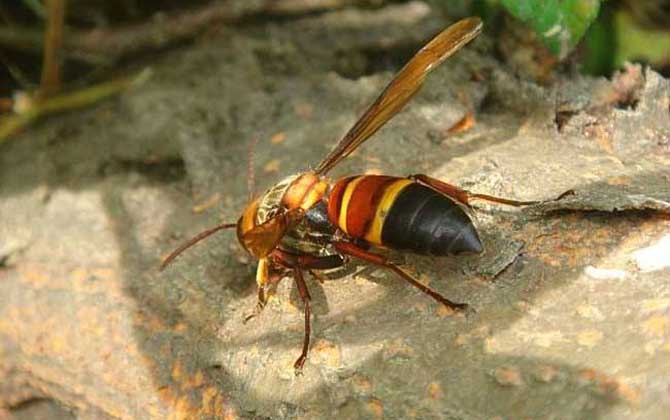 虎頭蜂酒對人有什么危害？