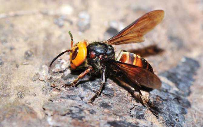 虎頭蜂vs日本大黃蜂誰厲害？