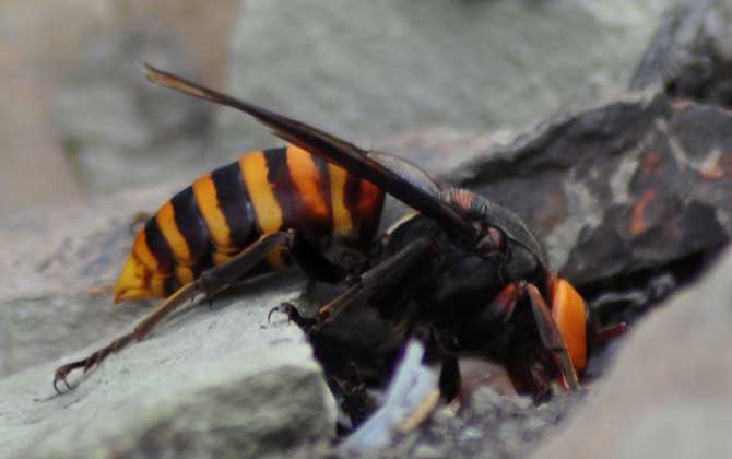 地雷蜂和虎頭蜂哪個厲害？