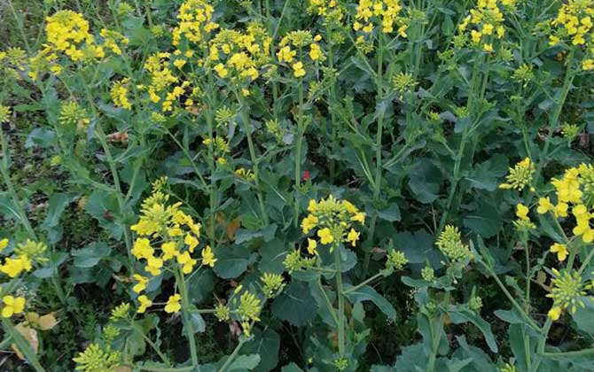 油菜花什么時候開花？