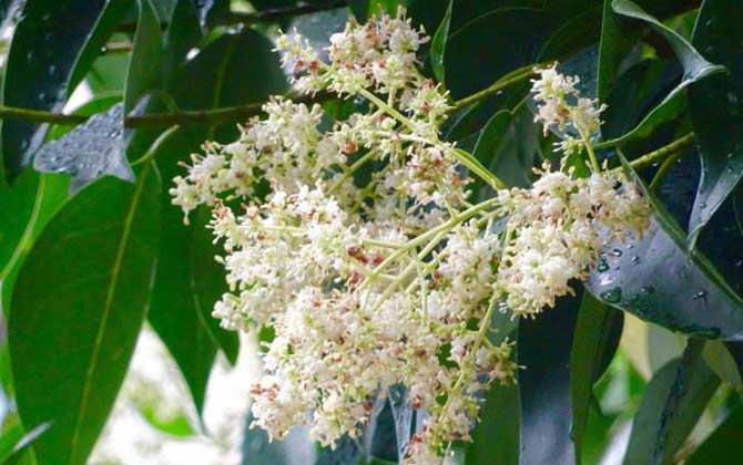 龍眼什么時候開花？