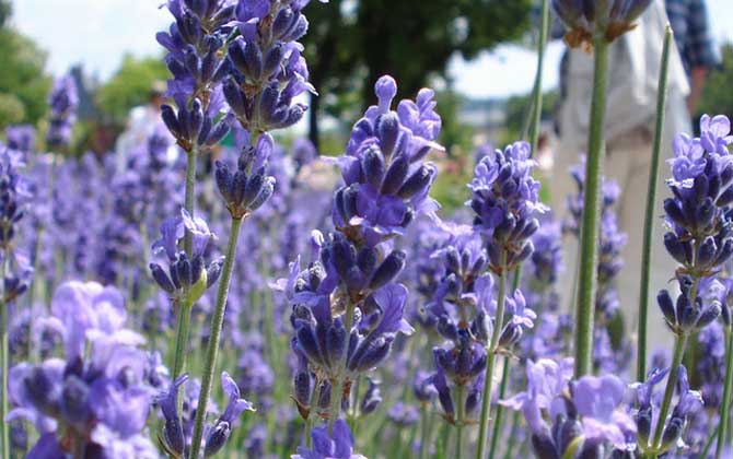 薰衣草什么時候開花？