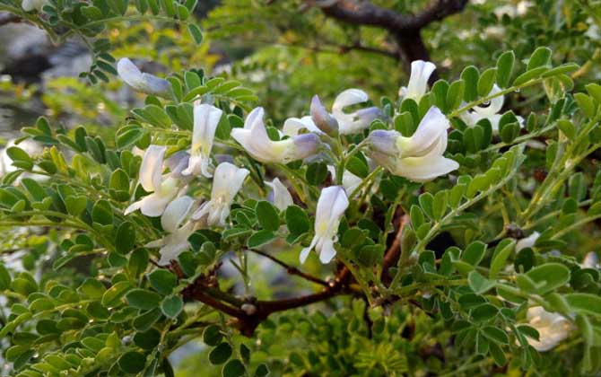 狼牙刺什么時候開花？