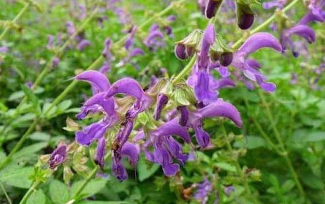 丹參什么時候開花？