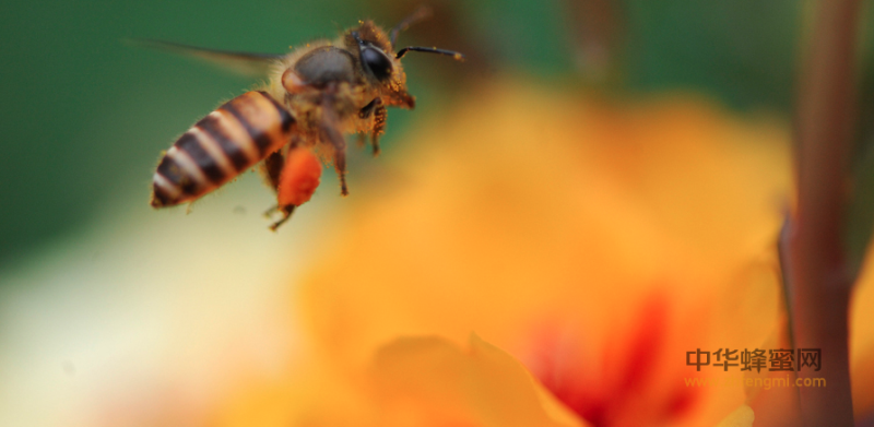 加強(qiáng)科技創(chuàng)新驅(qū)動，推進(jìn)蜂業(yè)提質(zhì)增效