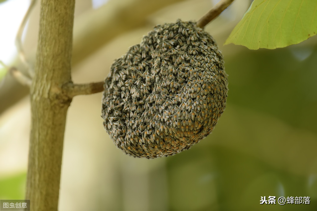 什么時候放誘蜂箱合適？3個關鍵時期，把握好，又是一個大豐收