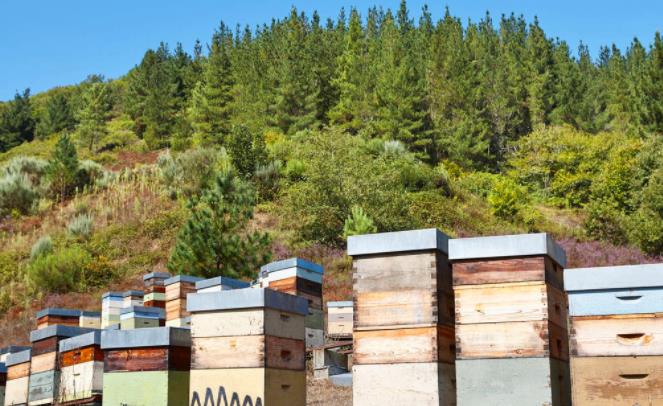 傻瓜式養蜂之必備養蜂工具