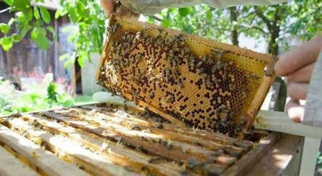 中蜂巢礎(chǔ)大小規(guī)格是多少，中蜂巢礎(chǔ)規(guī)格是多少「深度揭秘」