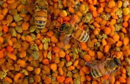 選用蜂花粉應(yīng)注意的問題,蜂花粉的注意事項