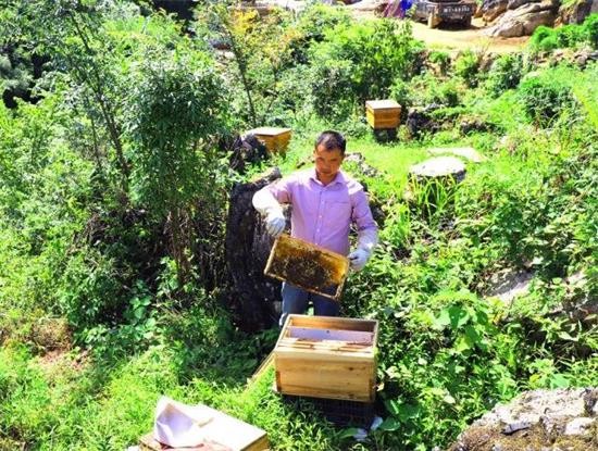 下司鎮(zhèn)新華村農(nóng)民汪樹(shù)清養(yǎng)蜂脫貧