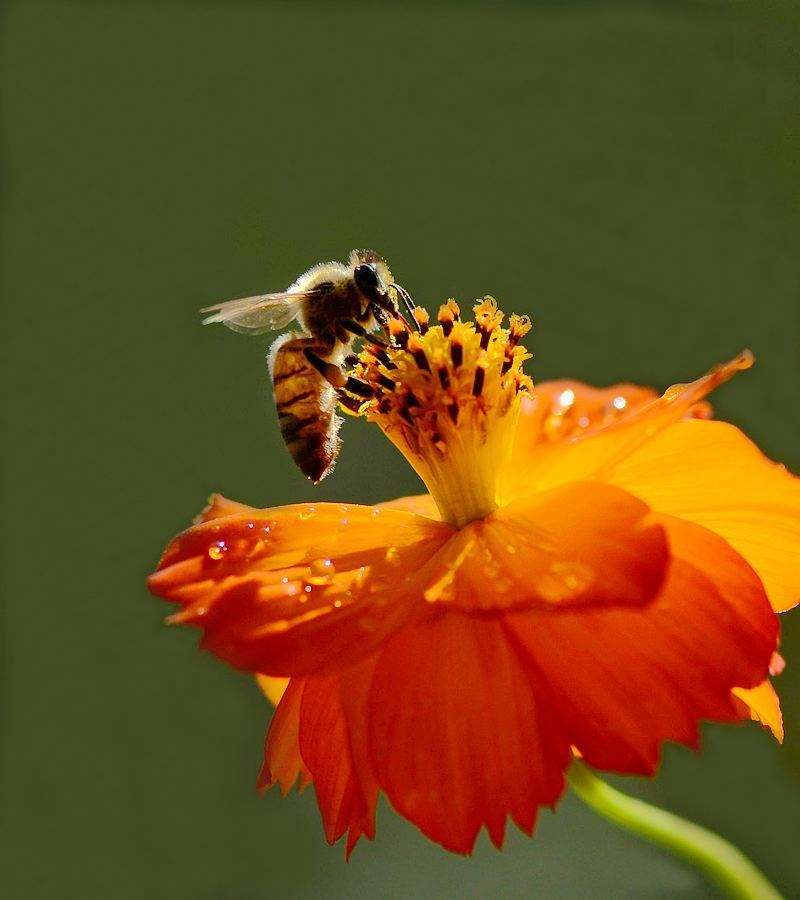 蜜蜂的特點是什么？