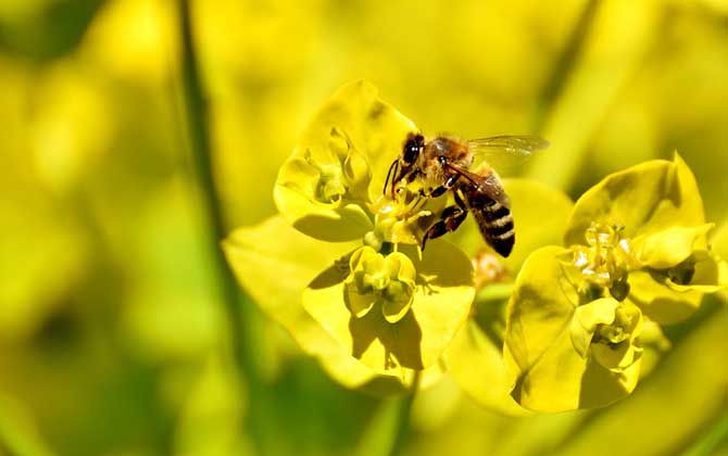 被土蜂蟄了怎么處理？