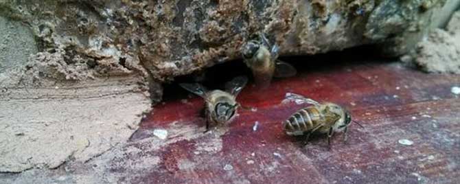 偵查蜂每天都來誘蜂箱看嗎（偵查蜂會(huì)在誘蜂箱里過夜嗎）