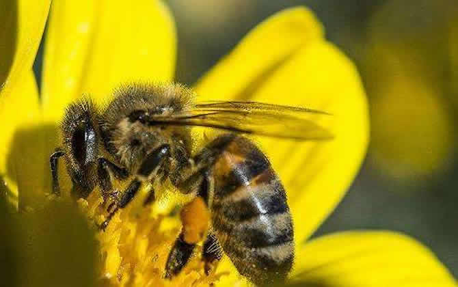 蜂王產(chǎn)卵后還會交尾嗎？