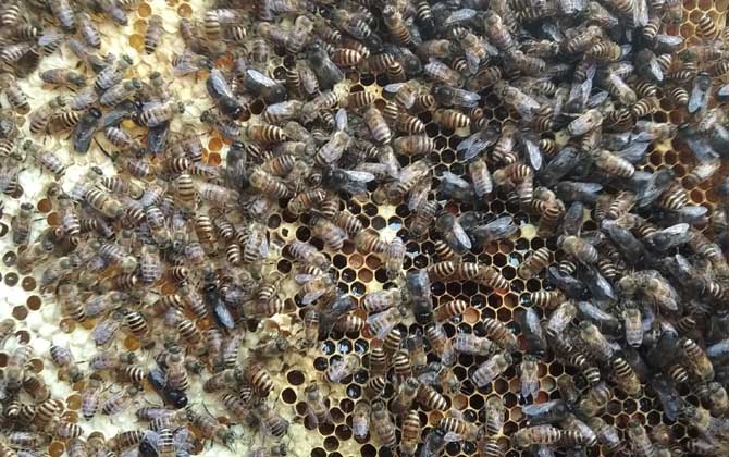 越冬蜂什么時(shí)間喂糖效果好？