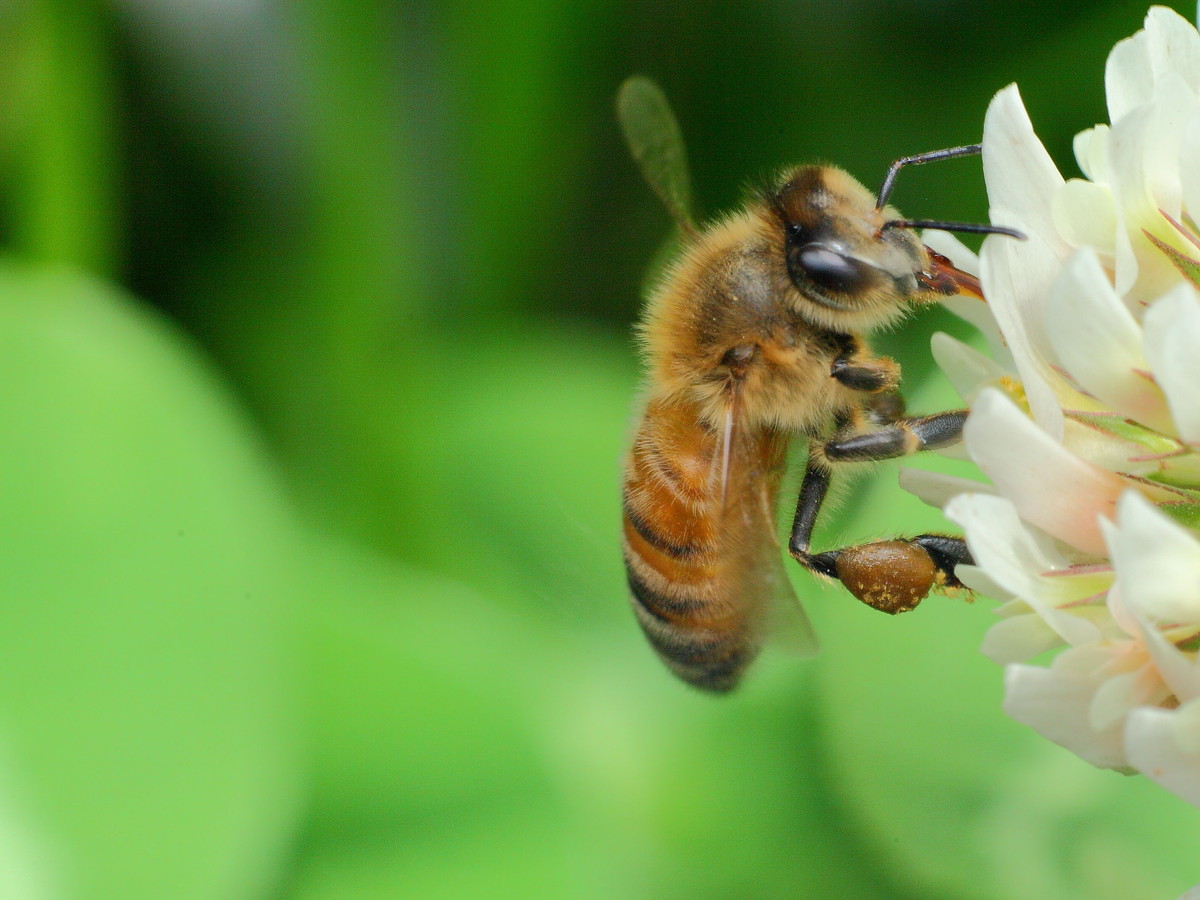 誰(shuí)控制著蜜蜂（蜜蜂的領(lǐng)導(dǎo)者是什么蜂）