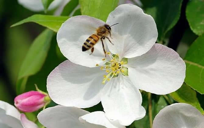 琿春黑蜂的生物特性（琿春黑蜂和東北黑蜂的區(qū)別）