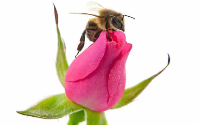 偵查蜂誘蜂來蜂的征兆？