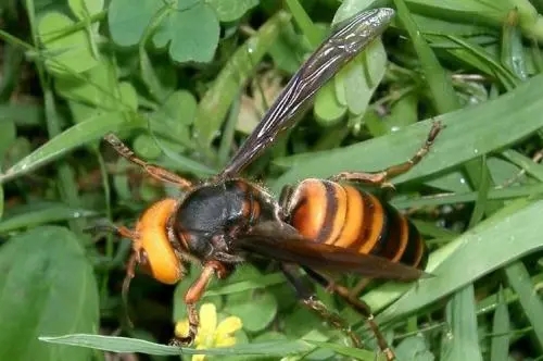 虎頭蜂和蜜蜂有什么區別（虎頭蜂是什么蜂）