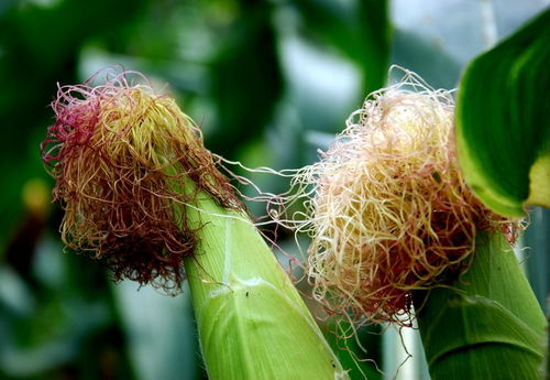 蜜蜂采集玉米花粉有蜜嗎？(玉米產(chǎn)花粉還是花蜜)