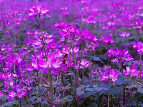 紫云英每畝用多少種子（紫云英種子價(jià)格）