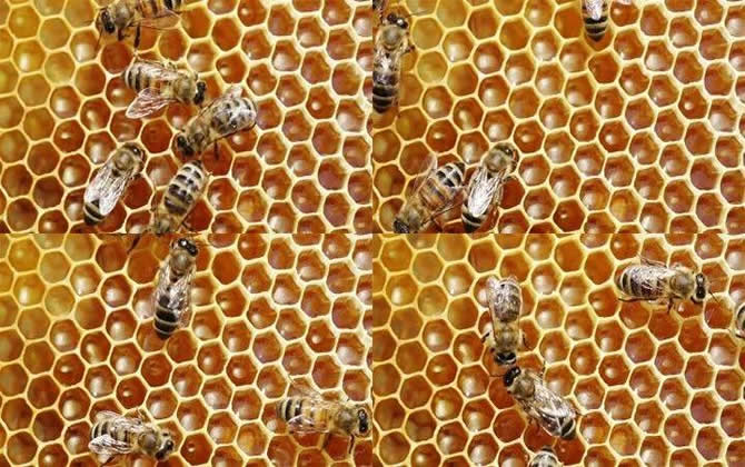 蜜蜂采花蜜是如何生產(chǎn)蜂蜜的（告訴大家蜜蜂采蜜過程）？