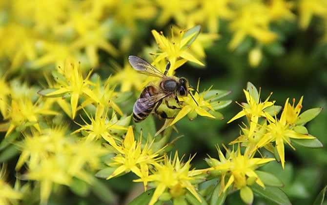怎樣提高誘蜂箱的誘蜂力？