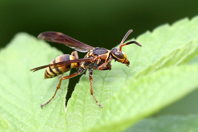 馬蜂的特征有哪些（馬蜂的外形特點和生活特征）