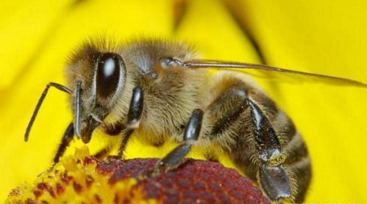 阿壩中蜂溫度在多少度就會(huì)起王臺(tái)（封蓋王臺(tái)需要的溫度是多少）