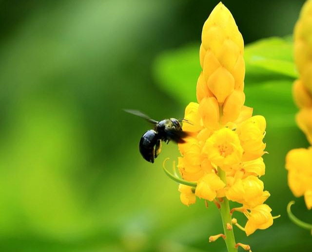 南方全身黑色蜂是什么蜂？叫什么？