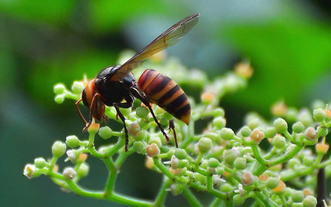 胡蜂怎么區分蜂王和雄蜂？