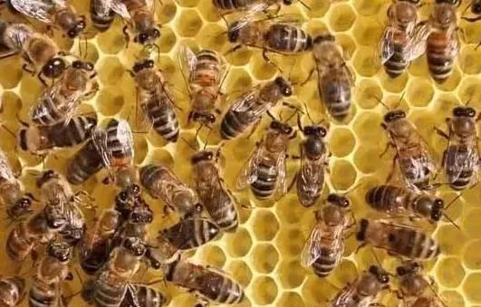 網(wǎng)上買的蜂群怎樣過箱（網(wǎng)購蜜蜂怎么過箱）