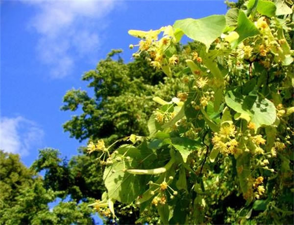 正宗椴樹蜜多少錢一斤是真的？(椴樹蜜有什么好處)