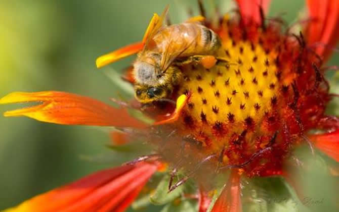 如何制止工蜂產卵？