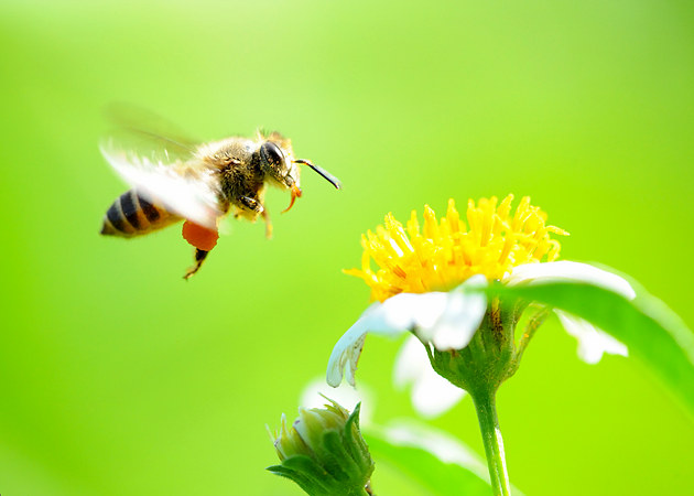 幾只工蜂直接飛進空箱是什么情況（蜜蜂不結團直接進入空蜂箱，是蜜蜂變懶了嗎）